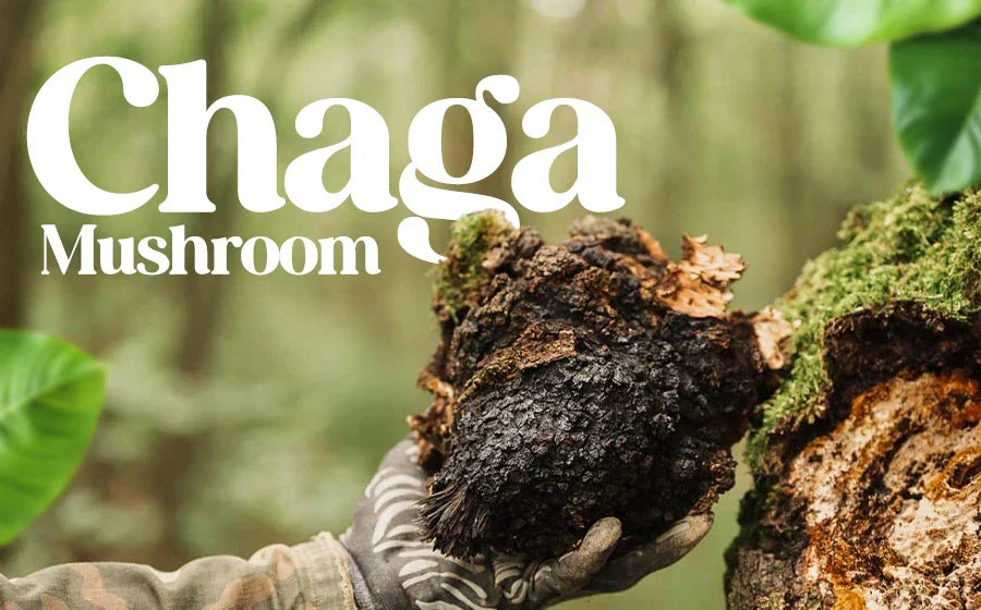 Chaga Mushroom
