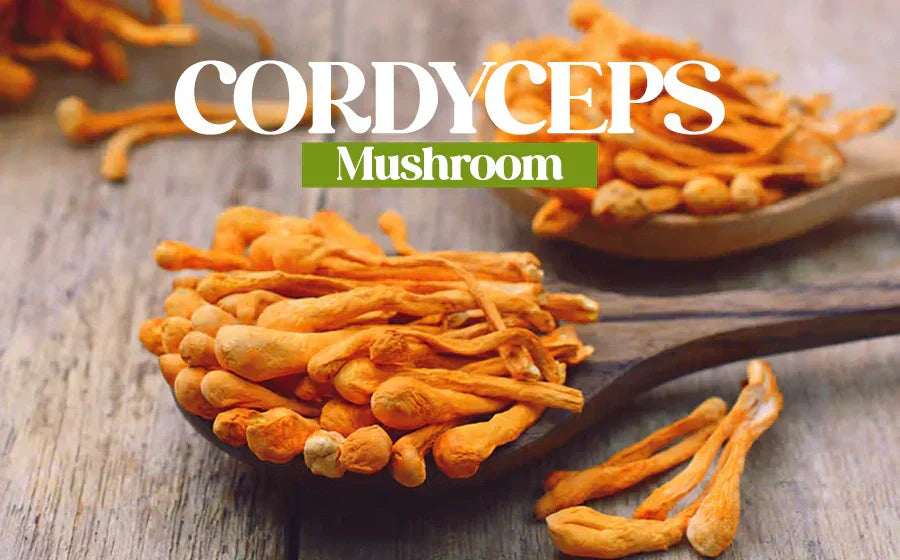Cordyceps Mushroom