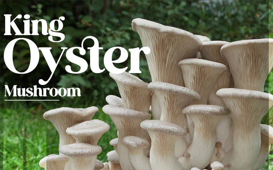 King Oyster Mushroom