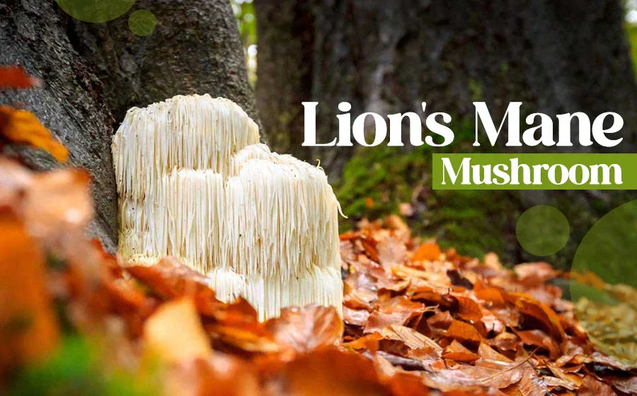 Lion's Mane Mushroom