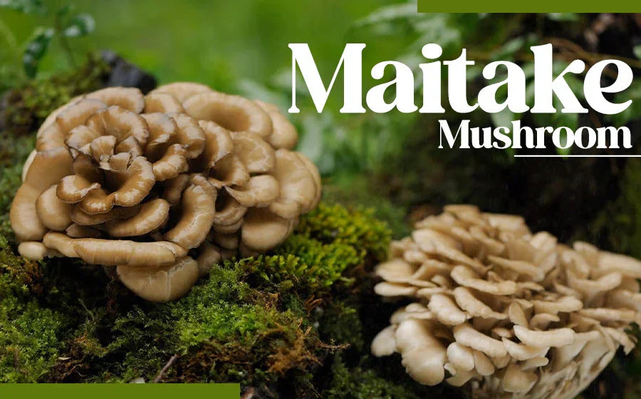 Maitake Mushroom