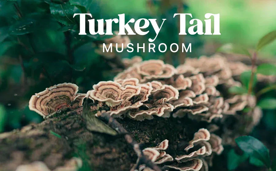 Turkey Tail Mushroom