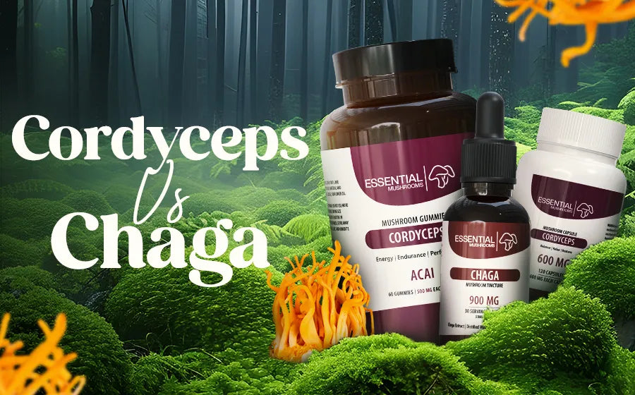 cordyceps vs chaga