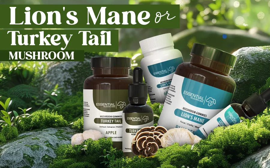 lion's mane vs turkey tail mushroom