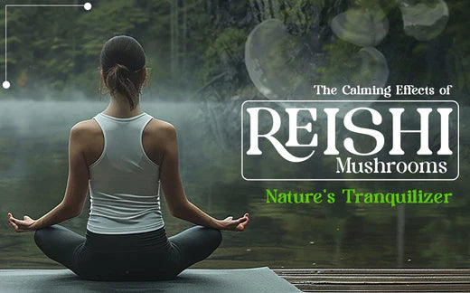 The Calming Effects of Reishi Mushrooms