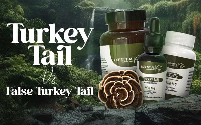 Turkey Tail vs. False Turkey Tail