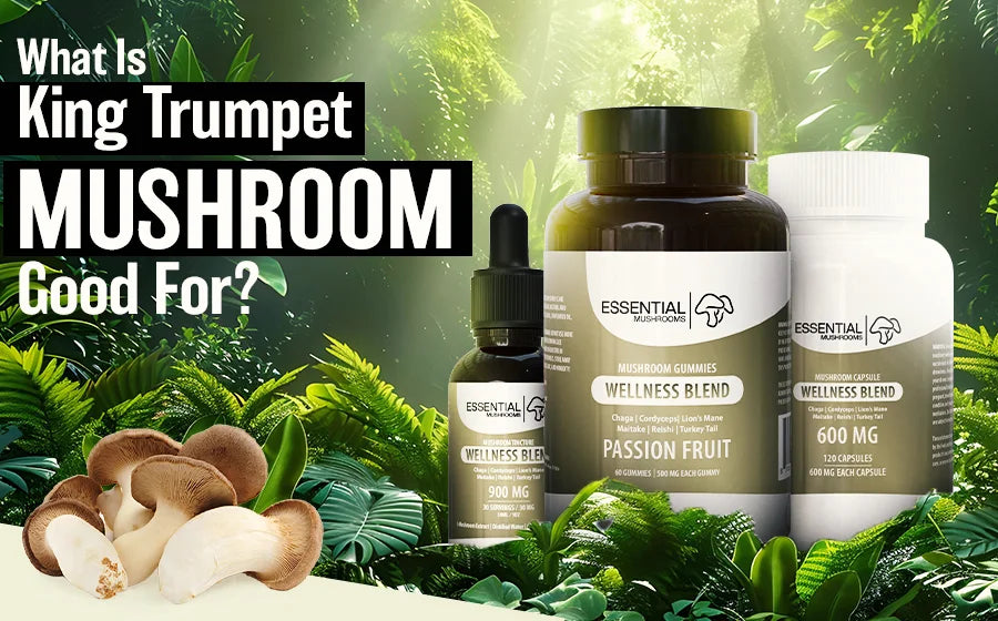what is king trumpet mushroom good for