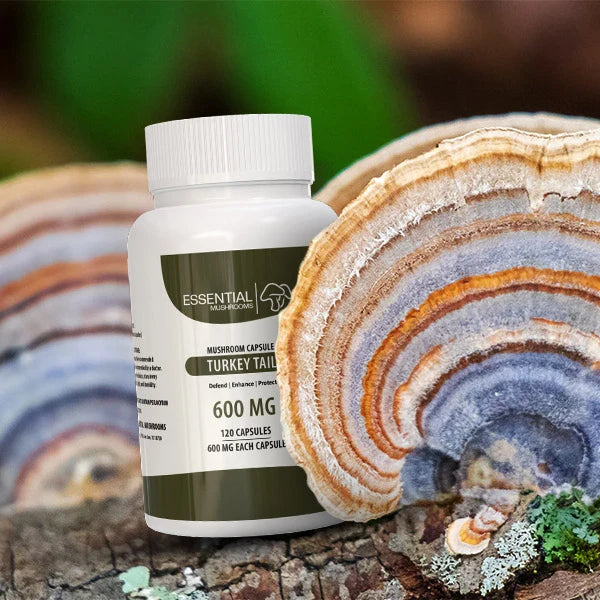 turkey tail mushroom capsules