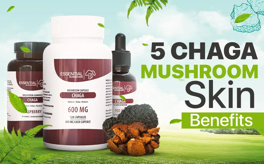 Chaga Mushroom Skin Benefits