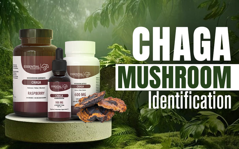 Chaga Mushroom Identification: How to Spot This in Nature