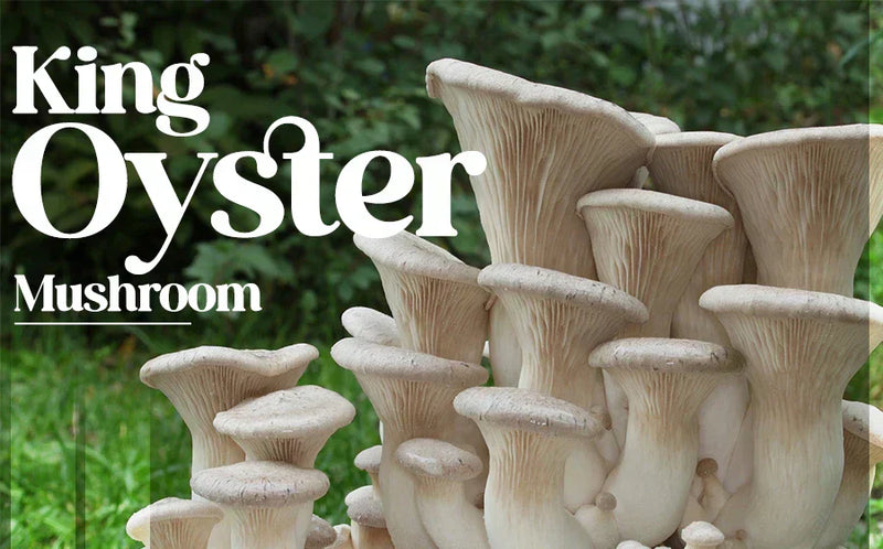 King Oyster Mushroom: Culinary Uses & Health Benefits