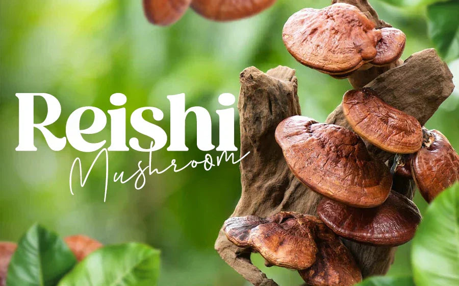 Reishi Mushroom Guide: Stress Relief, Sleep & Wellness
