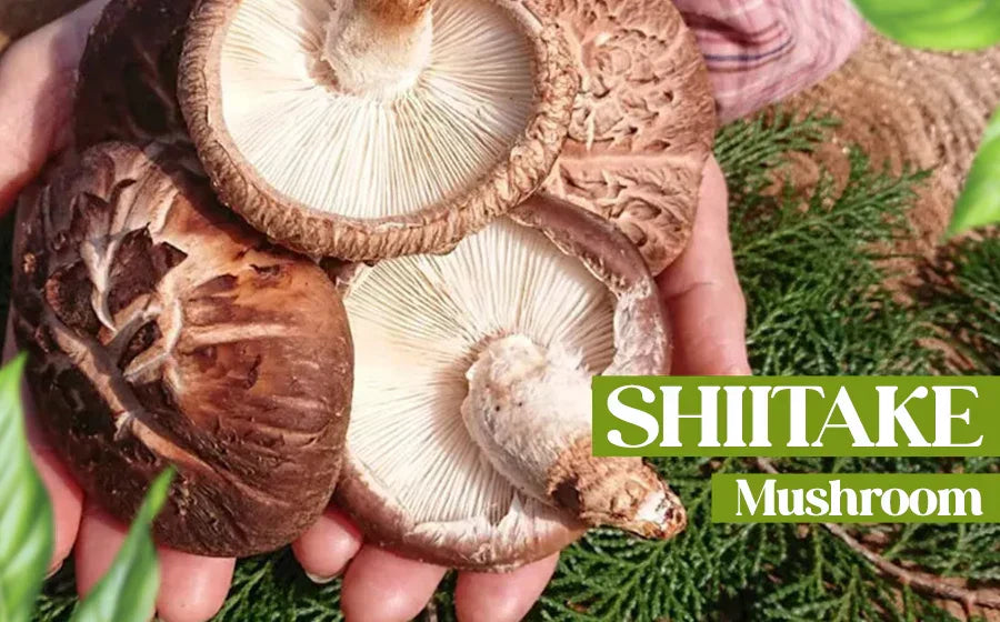 Shiitake Mushroom