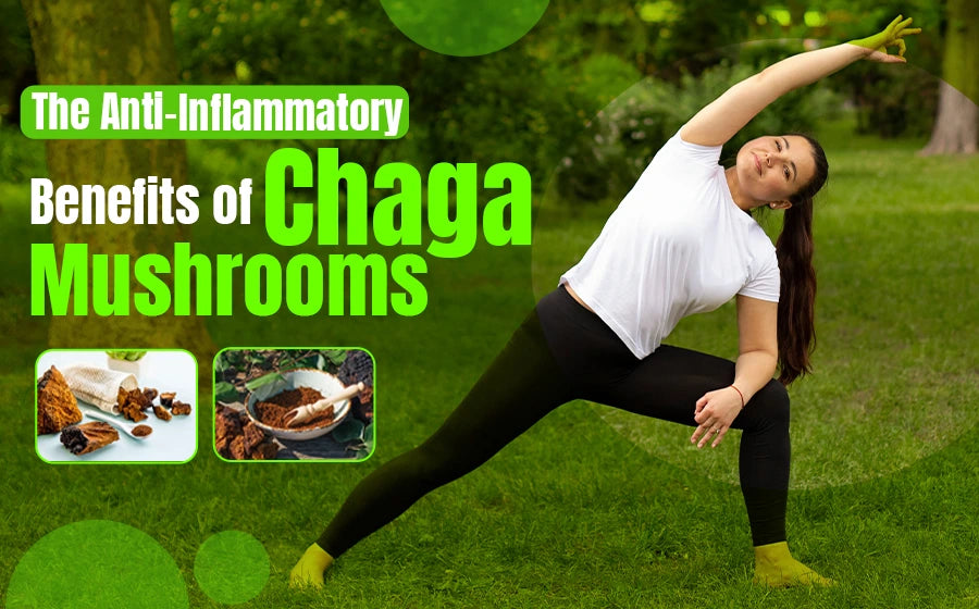 The Anti-Inflammatory Benefits of Chaga Mushrooms