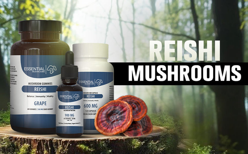 Reishi Mushrooms: Identification, Benefits and How to Buy High Quality Reishi Online