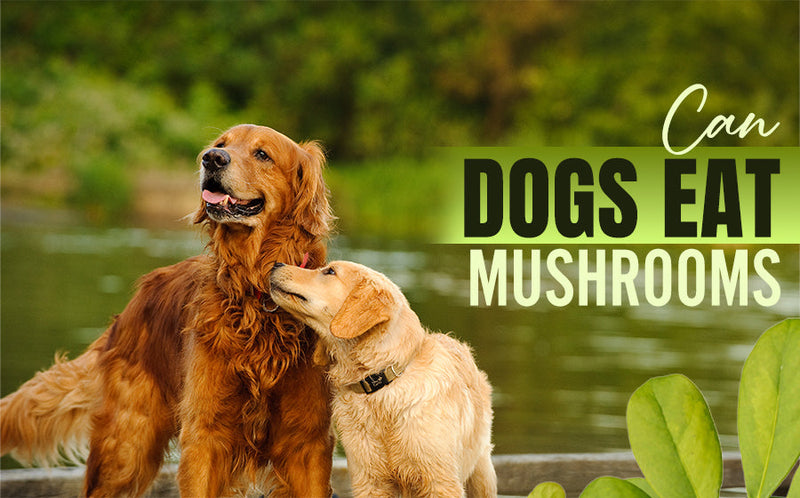Easy Pet Owners Guide: Can My Dog Eat Mushrooms?
