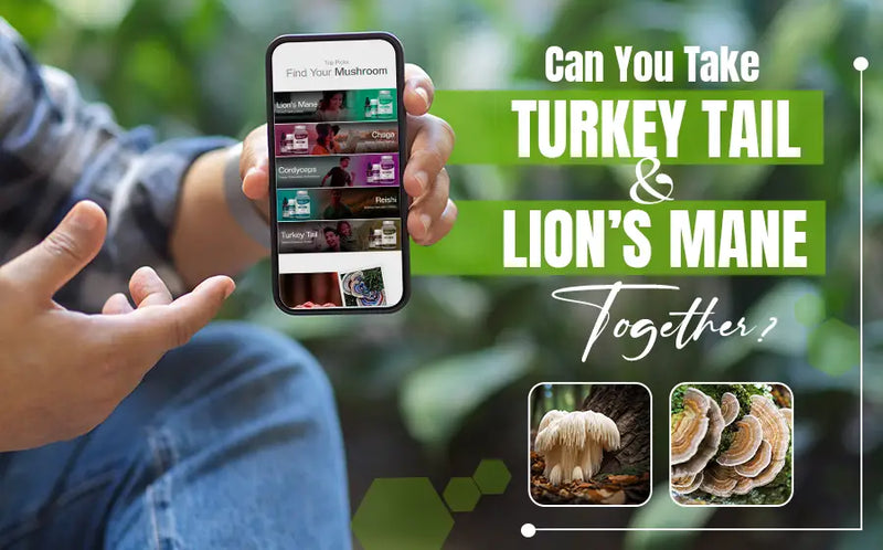 Can You Take Turkey Tail and Lion’s Mane Together?