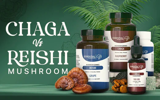 Chaga Mushroom vs Reishi