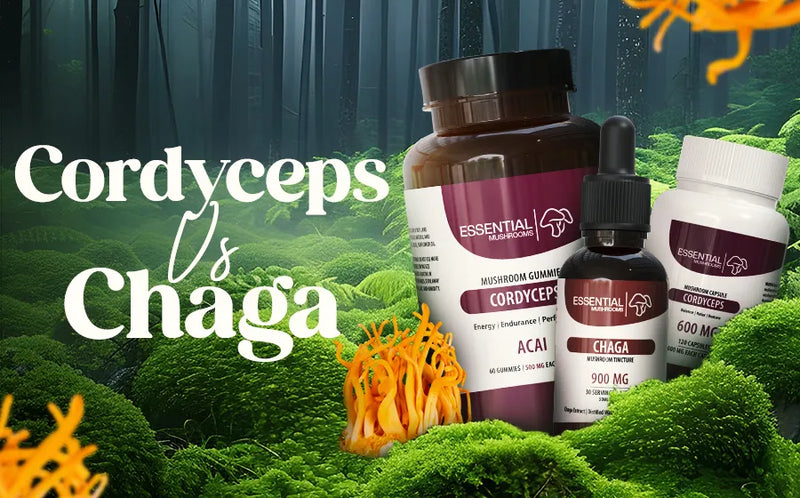 Cordyceps vs Chaga: The Superstars of the Mushroom World