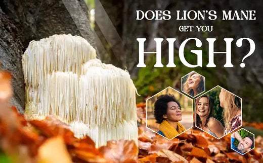 Does Lion's Mane Get You High?