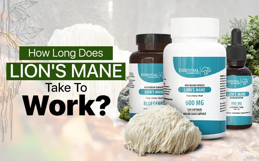 how long does lion's mane take to work