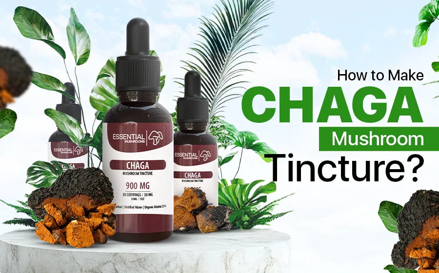 How to Make Chaga Mushroom Tincture