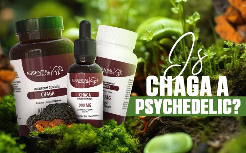 is chaga a psychedelic