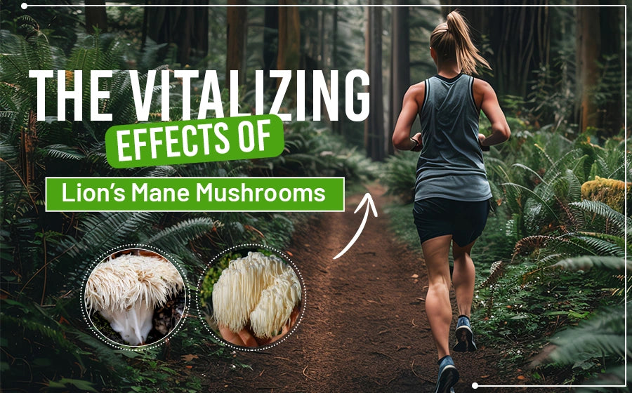 The Vitalizing Effects of Lion’s Mane Mushrooms