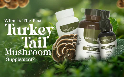 What Is the Best Turkey Tail Mushroom Supplement