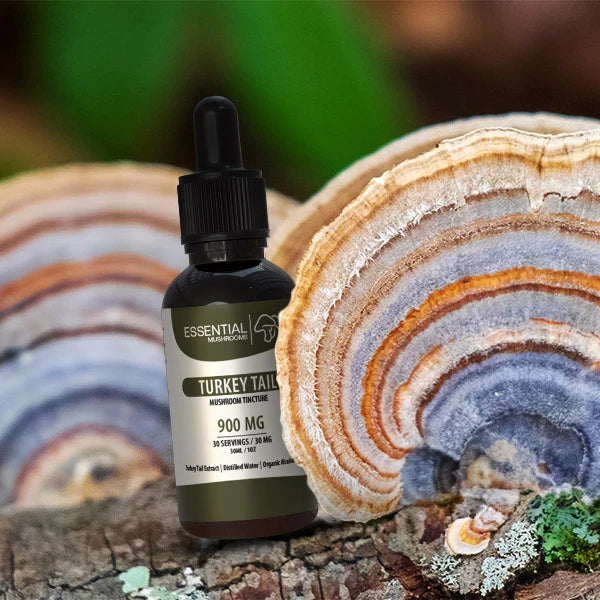 Turkey Tail Tinctures